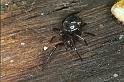 Steatoda_ZZ212_F0759_Z_82_Palmerstone park_Australie